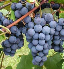 How to Make Wine from Grapes?