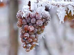 What Is Ice Wine?